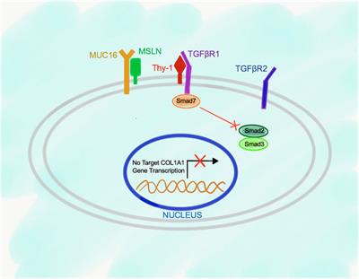 The role of Mesothelin signaling in Portal Fibroblasts in the pathogenesis of cholestatic liver fibrosis